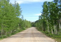 The Aspen Way in Medicine Bow NF, Wyoming.